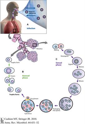 The Persistent Challenge of Pneumocystis Growth Outside the Mammalian Lung: Past and Future Approaches